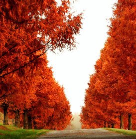 Balled Cyprus Deciduous Tree