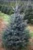 Blue Spruce Christmas Tree