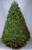 Frazier Fir Christmas Tree