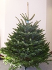Normandy Fir Christmas Tree