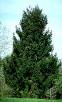 Norway Spruce Christmas Tree