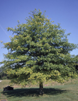 Pin Oak Deciduous Tree