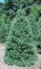 Scotch Pine Christmas Tree